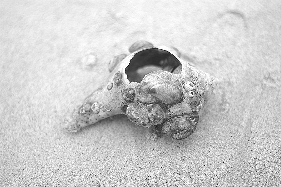Shell On The Beach At Red River Cape Cod Photograph by Suzanne Powers