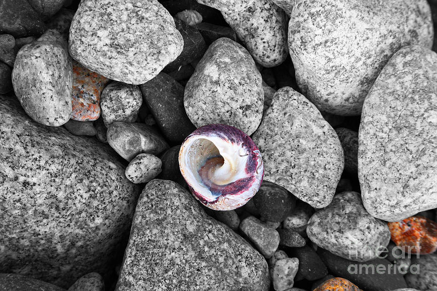 Shell Photograph - Shell on the Shore Selective Color by James Brunker