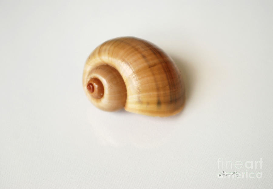 Shell on White. Special Home Collection Photograph by Oksana Semenchenko