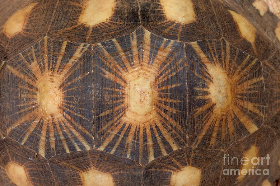 Shell Pattern Of Radiated Tortoise Photograph by Greg Dimijian