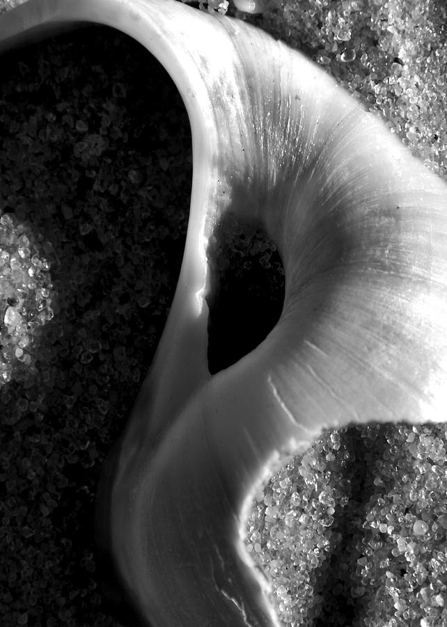 Black and White Shell Portrait Photograph by Charles Harden