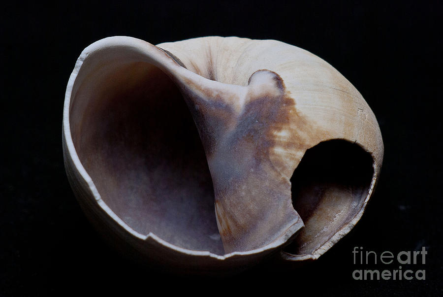 Still Life Photograph - Shell by Ron Roberts