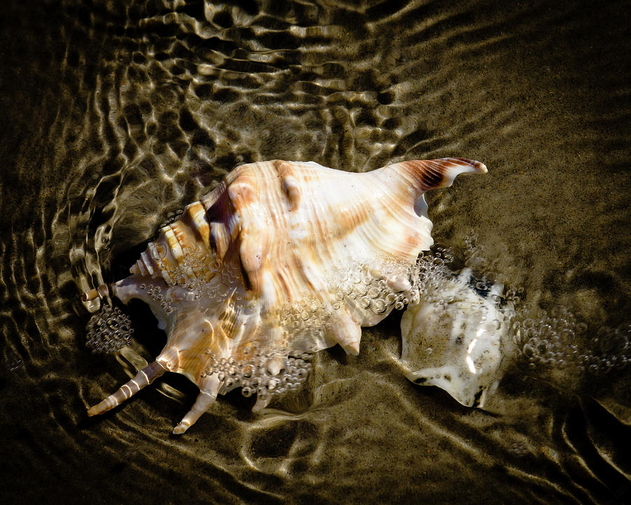 Shell Series No. 10 Photograph by John Pagliuca