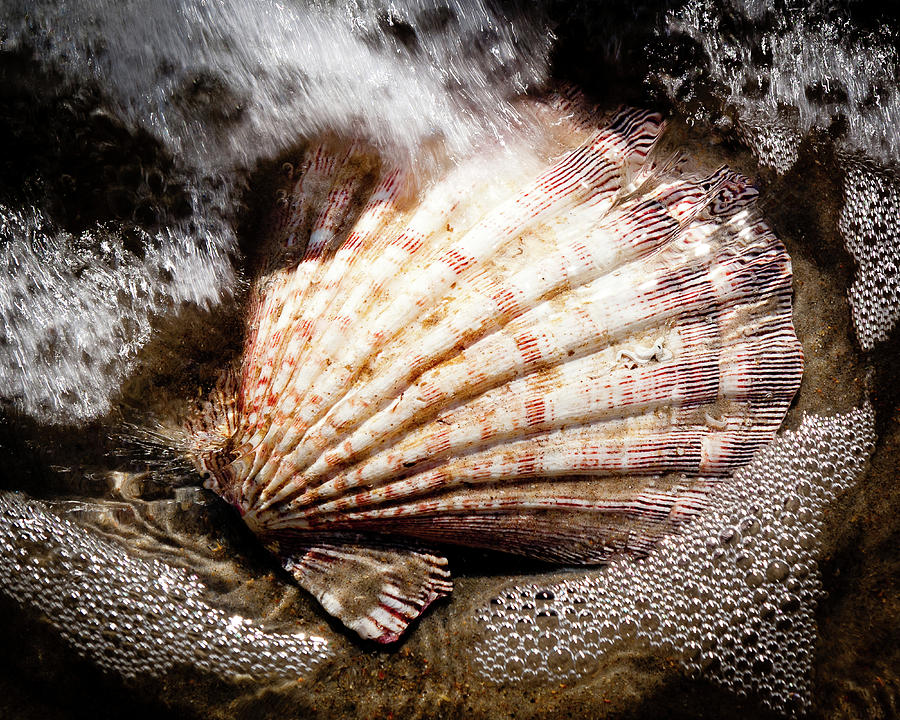 Shell Series No. 9 Photograph by John Pagliuca