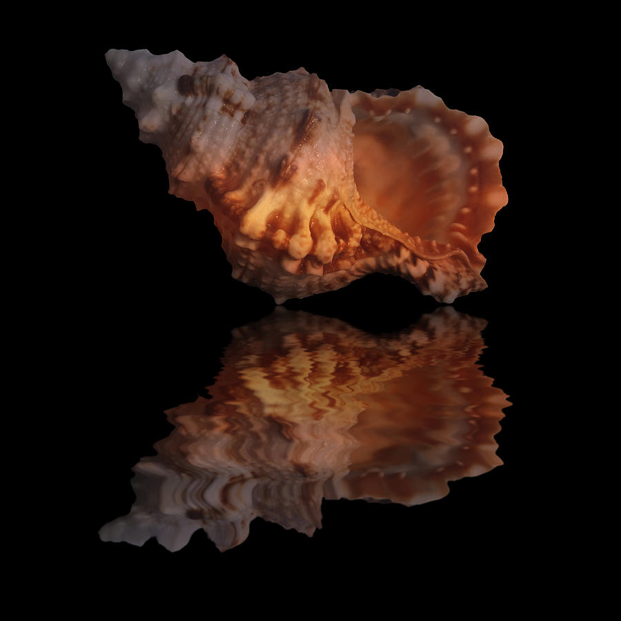 Shell Photograph - Shell Series Reflection III by Brian Middleton
