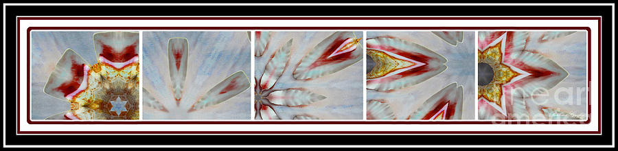 Shell Photograph - Shell Shock Red Pentaptych by Barbara A Griffin