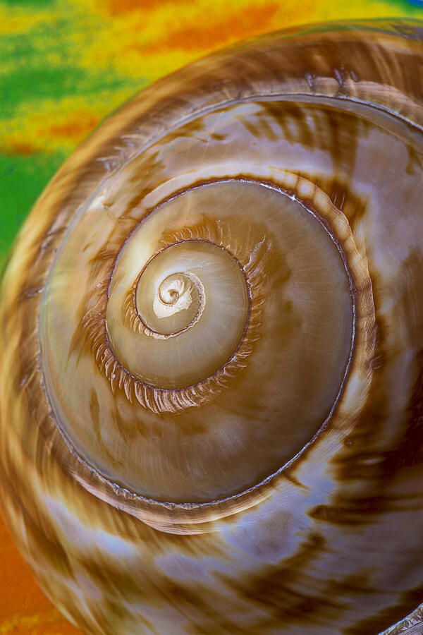 Shell Spiral Photograph By Garry Gay Fine Art America