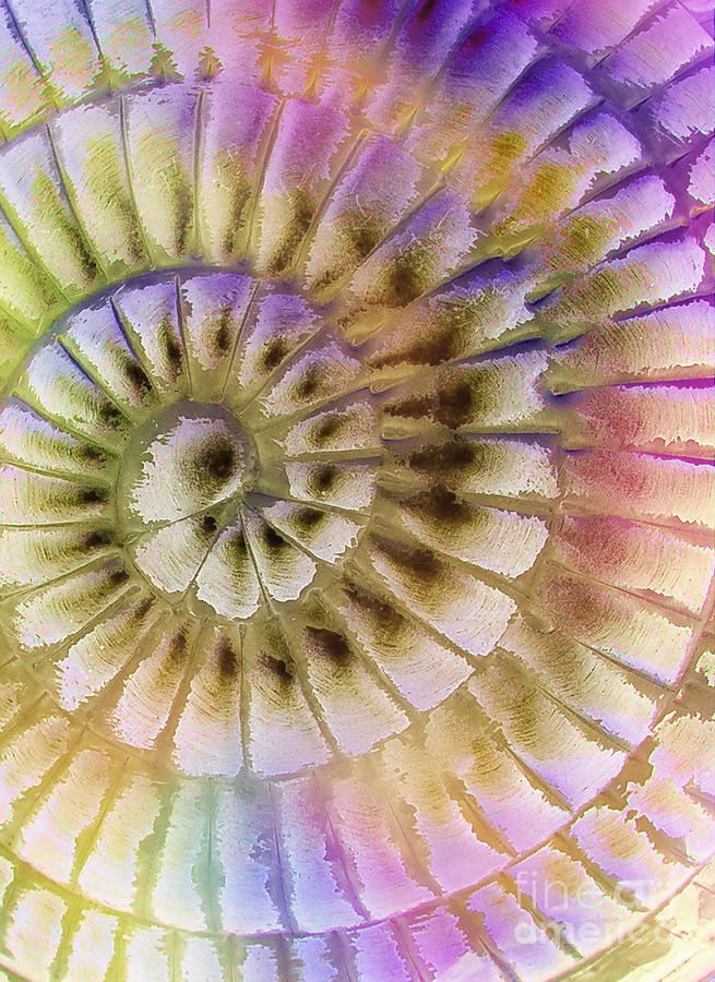 Shell Spiral Photograph by Judi Bagwell