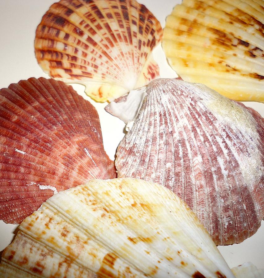 Shell Spread Out Photograph by Traci Duffield - Fine Art America