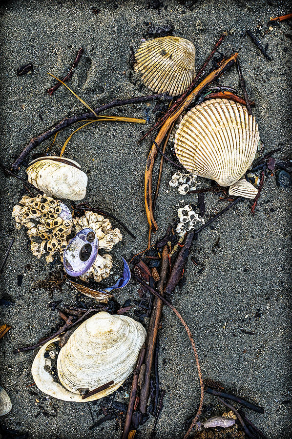 Shell Study Photograph by Ronda Broatch