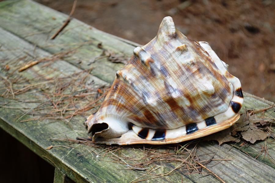 Shell Pyrography by Tracy Folz - Fine Art America