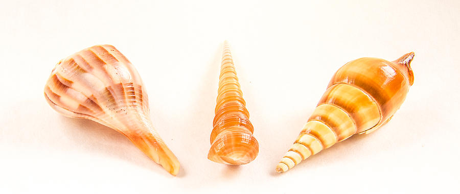 Shell Photograph - Shell trio by Jean Noren