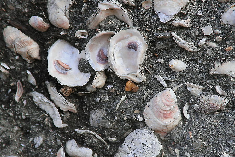 Shell Photograph - Shell Wall by Cathy Lindsey