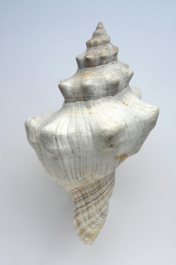 Shell Photograph by Werner Schnell