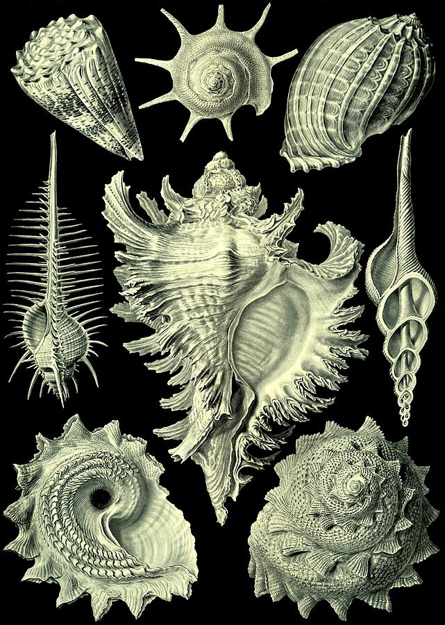 Shellfish Mussels Murex Pecten Prosobranchia Haeckel Digital Art by Movie Poster Prints