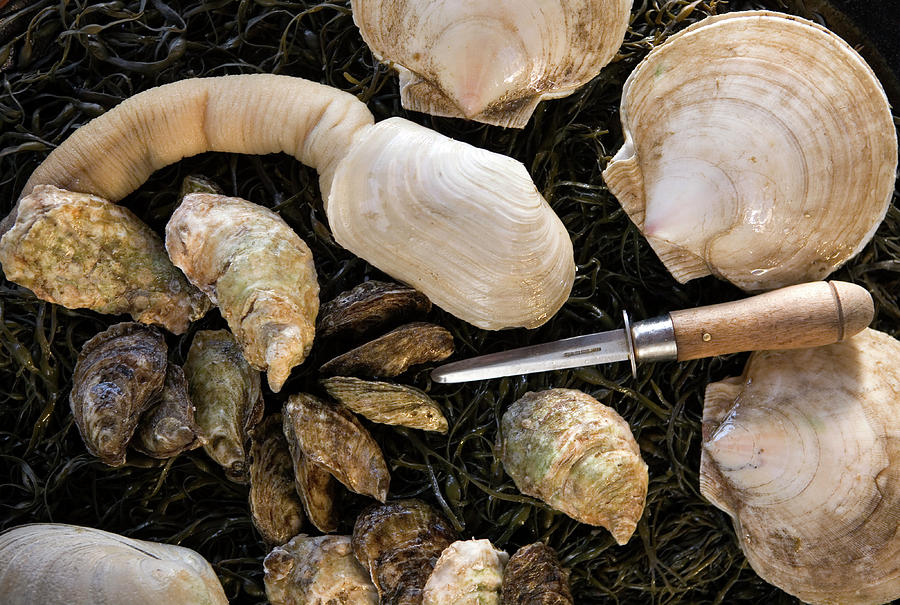Shellfish Photograph by Peter Menzel/science Photo Library