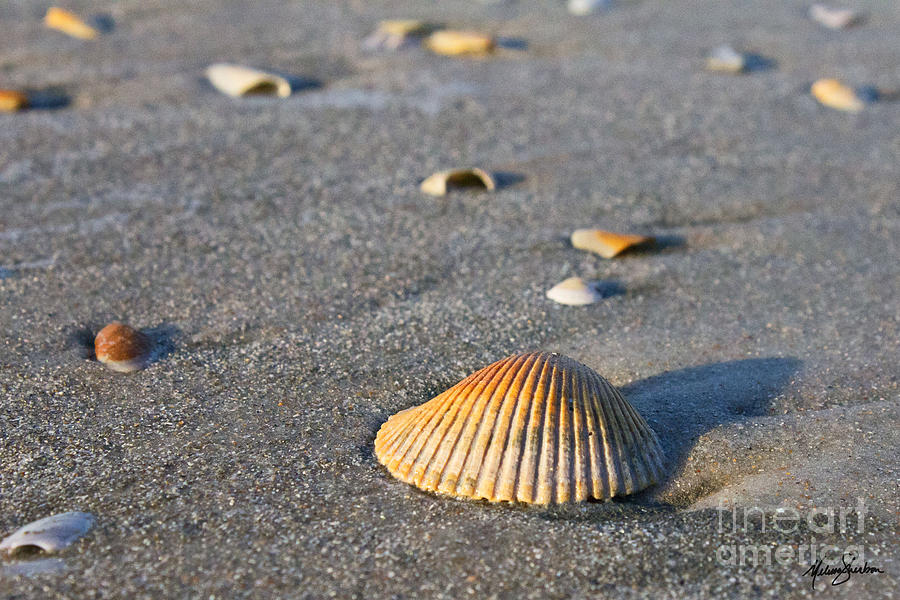 Shell Photograph - Shells 01 by Melissa Fae Sherbon