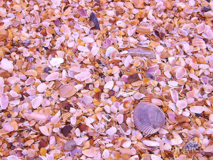 Shells a million Photograph by Brigitte Emme