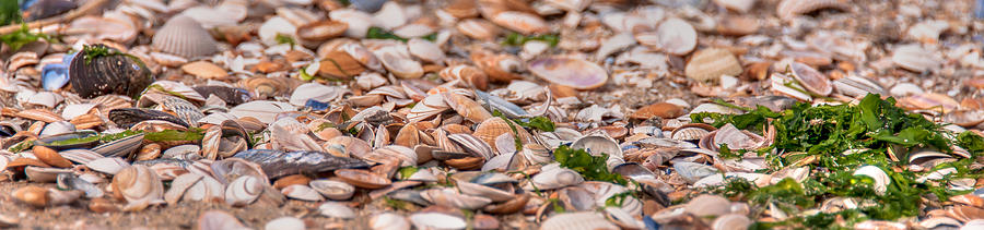 Shells Photograph by Alex Hiemstra