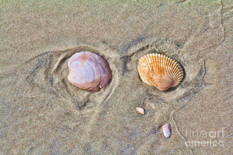 Shells and Sand Photograph by Deborah Benoit
