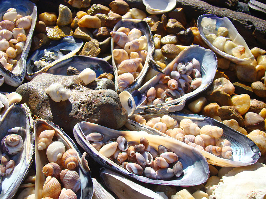 Shell Photograph - Shells art prints Coastal Ocean Seashells by Patti Baslee