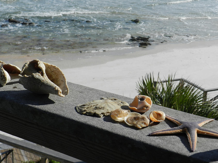 Shells at Summer Haven Photograph by Deborah Ferree