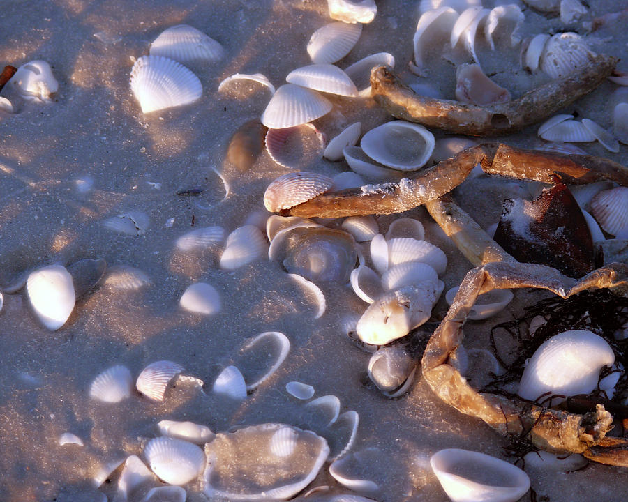 Shells at Sunset Photograph by Ann Tracy