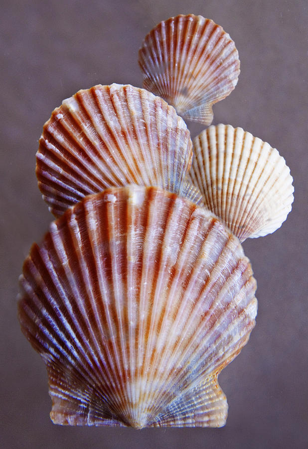 Shells Photograph by David and Carol Kelly