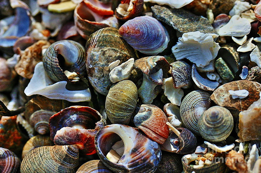 Shells Photograph by David Rucker