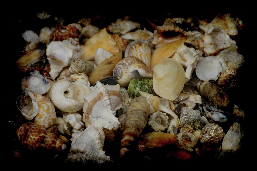 Shells Photograph by Ernest Echols
