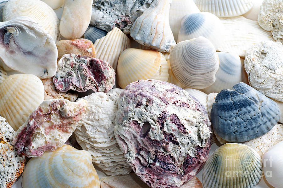 Shells From The Sea Photograph by Andee Design