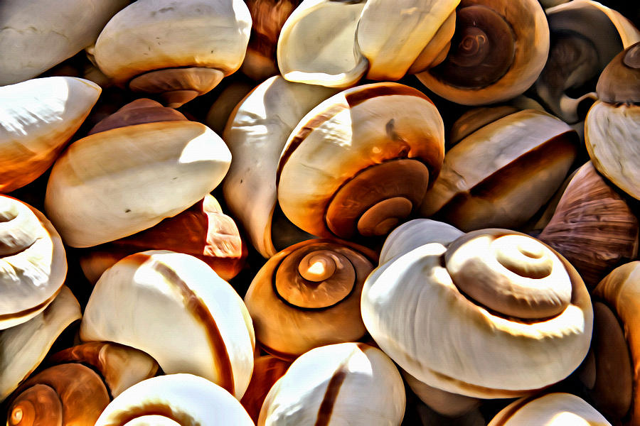 Shells Galore Photograph by Alice Gipson