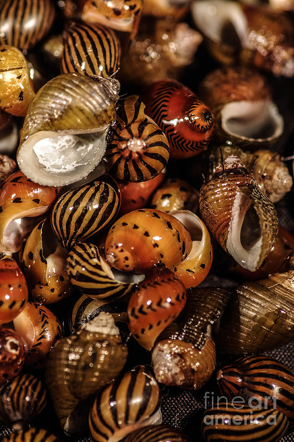 Shells Photograph by Gerald Kloss