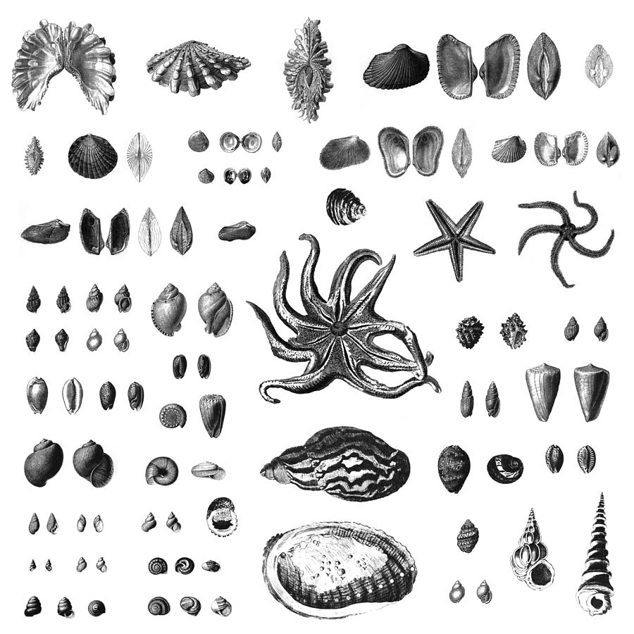 Shells Digital Art by Gina Dsgn | Fine Art America