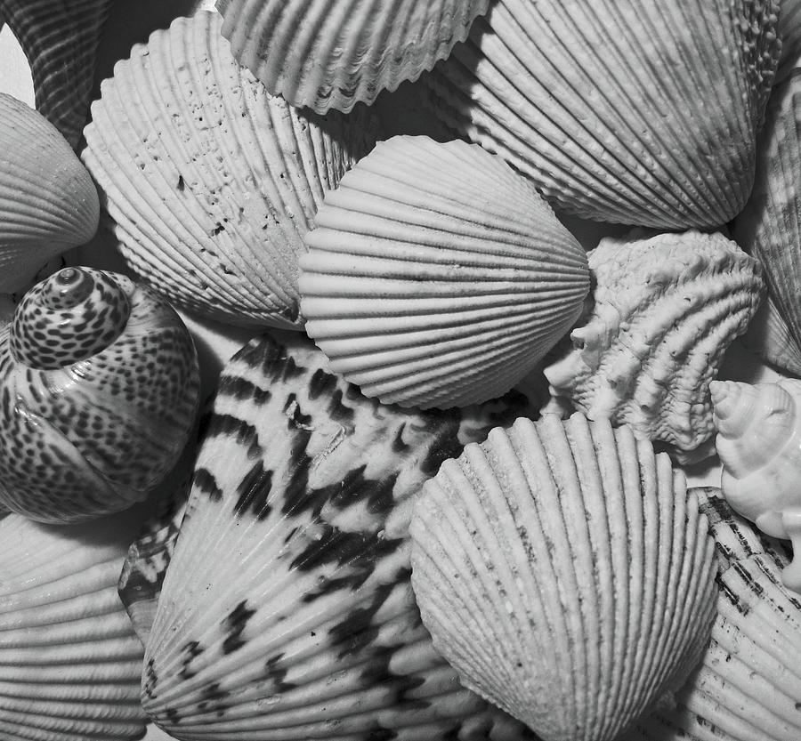 Shells in Black and White Photograph by Mary Bedy