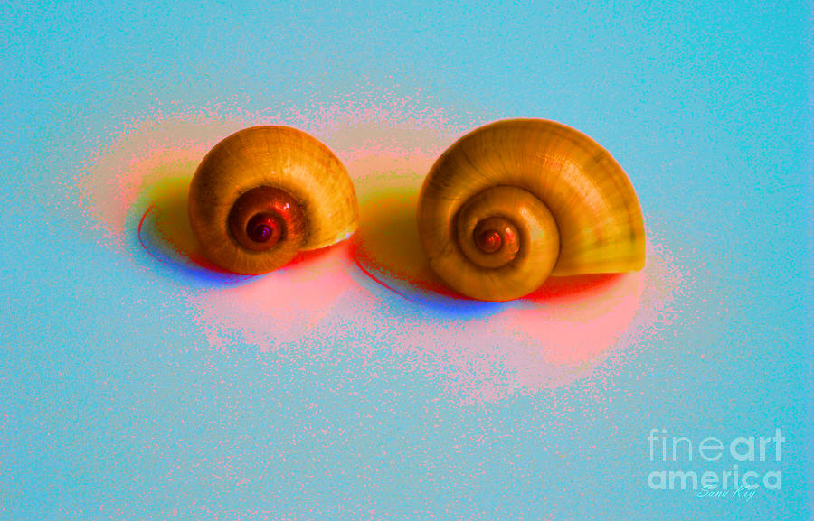 Shells in colors Digital Art by Oksana Semenchenko