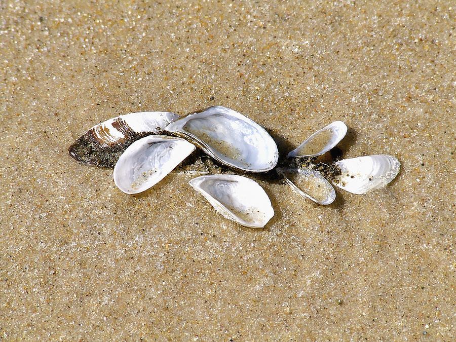 Shells in the Sand Photograph by Richard Gregurich