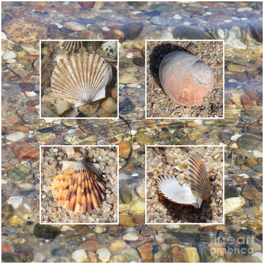 Shells in Warm Water Photograph by Carol Groenen