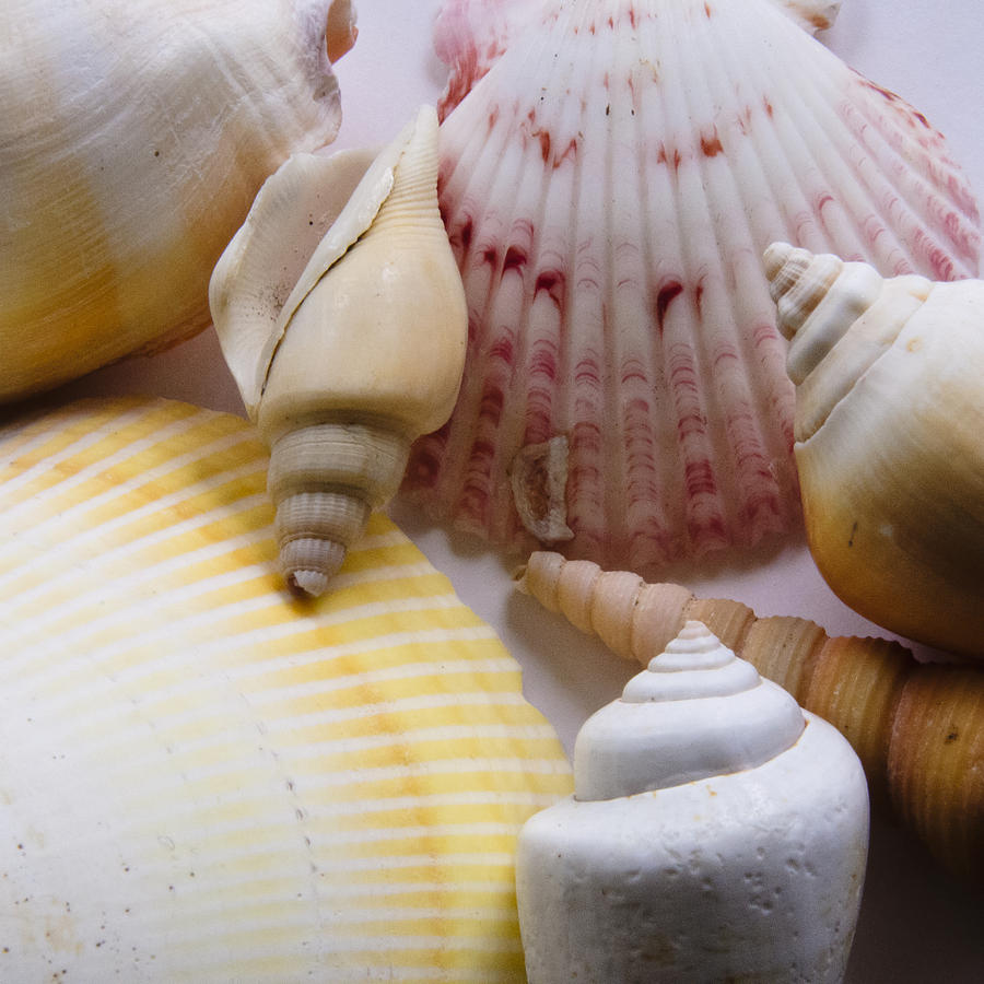 Shells Photograph by Kevin Bergen