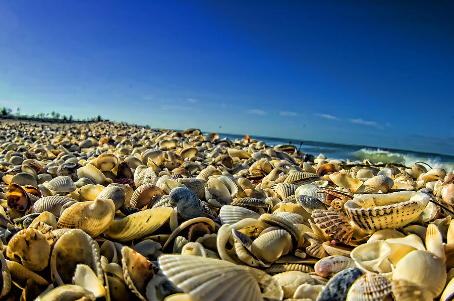 Shells  Photograph by Kevin Cable