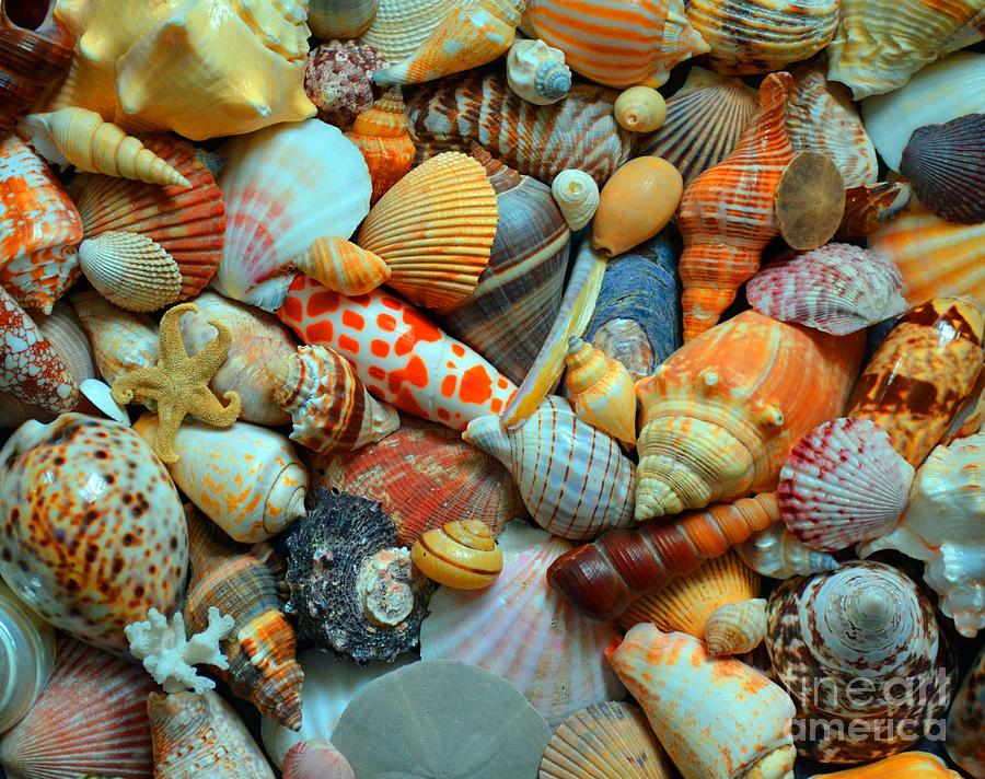 Shells Photograph by Kevin Fortier