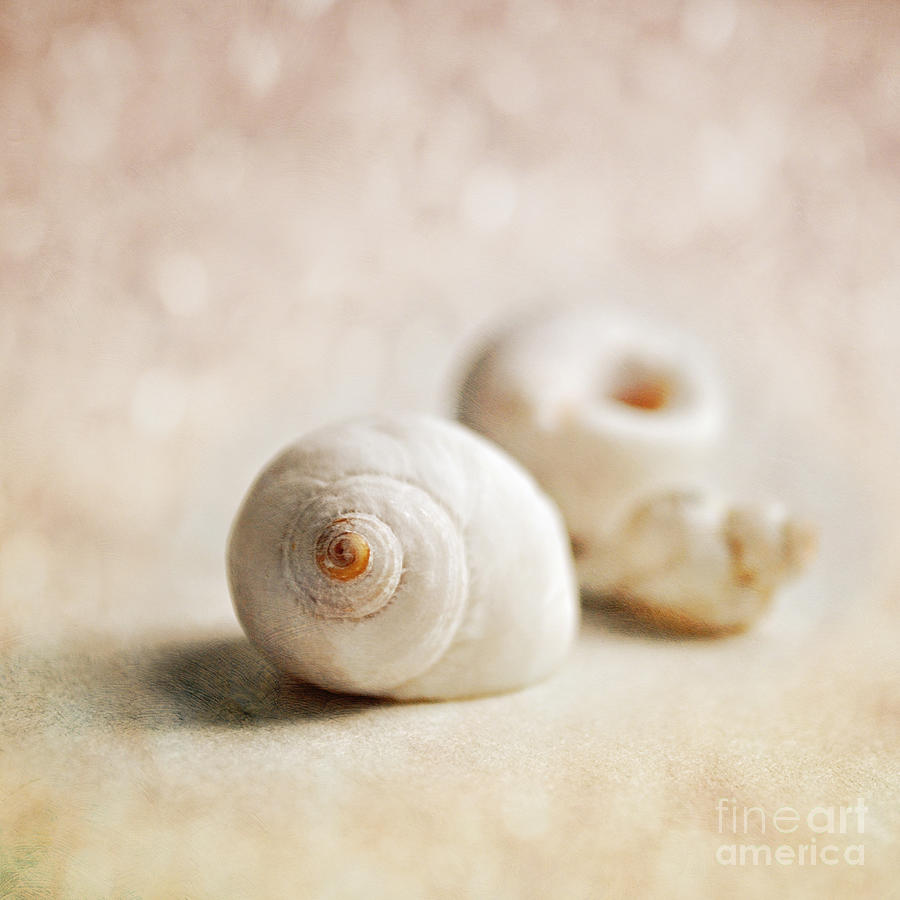 Shells Photograph by Lyn Randle