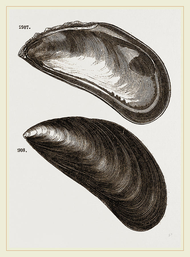 mussel drawing