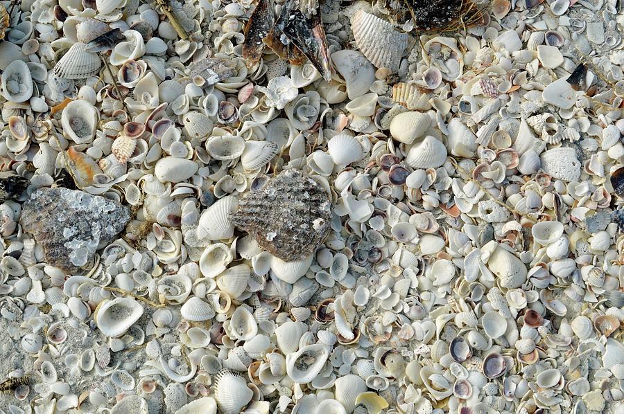 Shells On A Beach Photograph by Tony Craddock