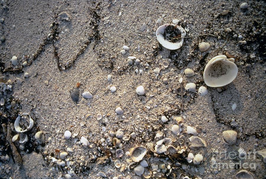 Photograph of Seashells on a Sandy Beach Tote Bag