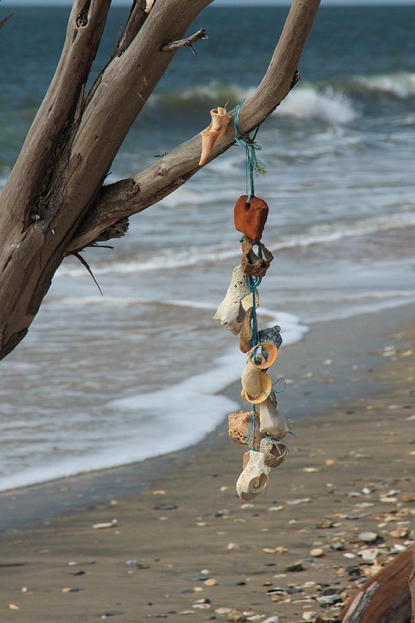 Shells on a String Photograph by Patricia Schaefer