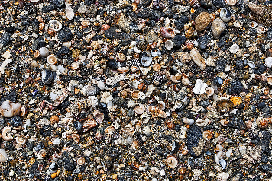 Shells on Beach - Australia Photograph by Steven Ralser