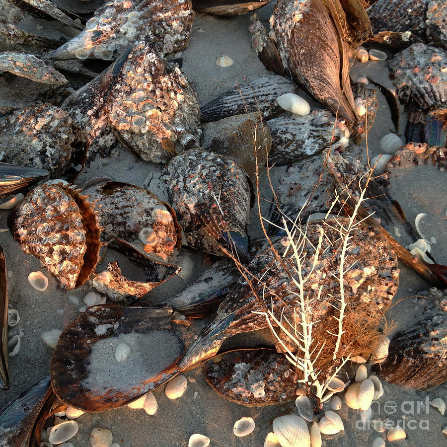 Shells on Beach Photograph by Chris Scroggins
