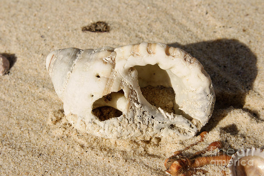 Shells On Beach Photograph