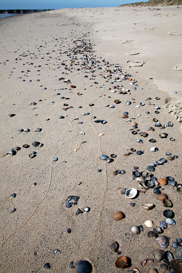 Shells On North Sea Beach Photograph by Roel Meijer